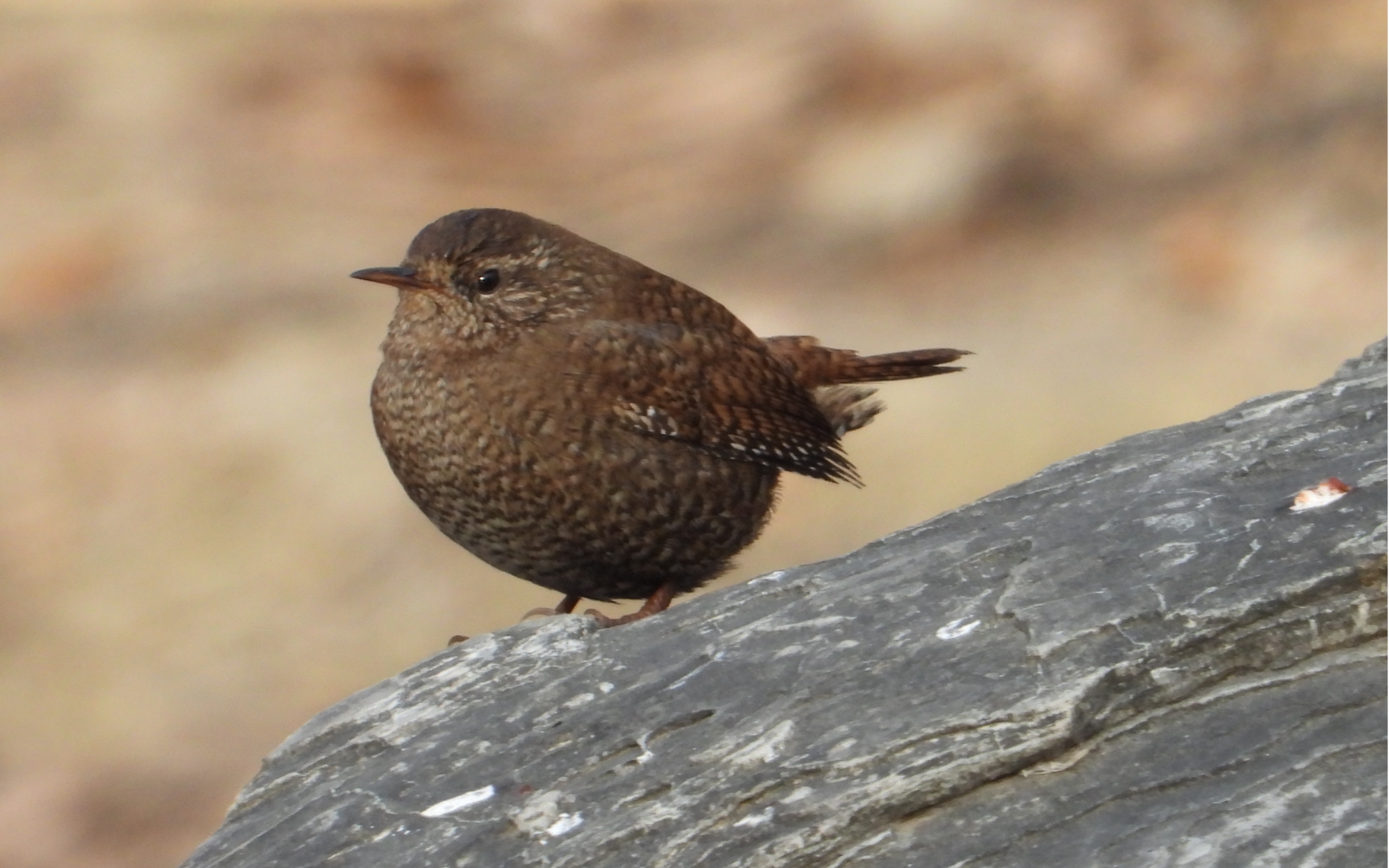 嶋葫侄遹]沋鎿?的简单介绍